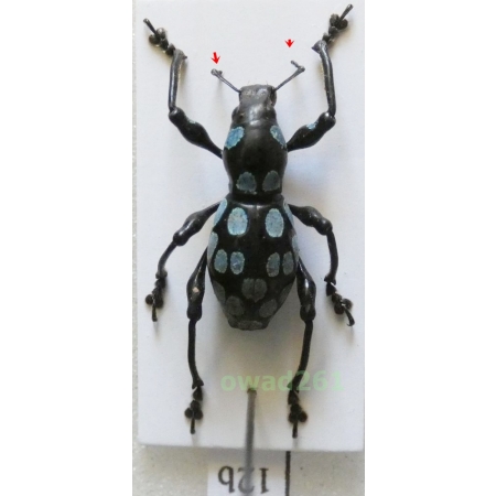Pachyrrhynchus congestus robustus male Philippines12b